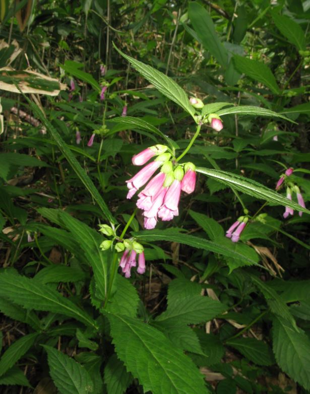 Chelone Asiatique