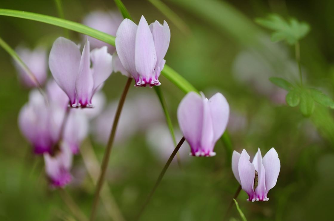 Cyclamen