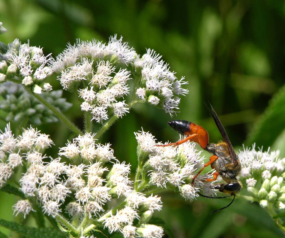 Eupatorium