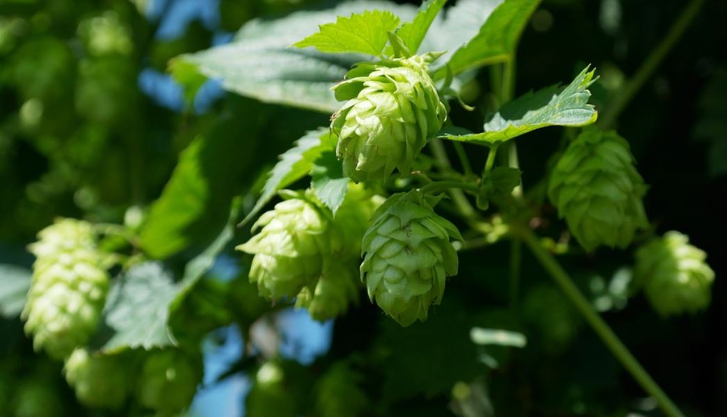 Houblon