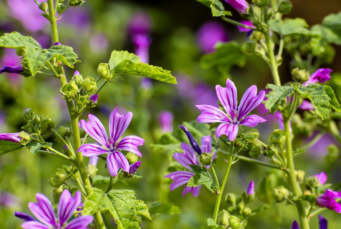 Mauve Sylvestre