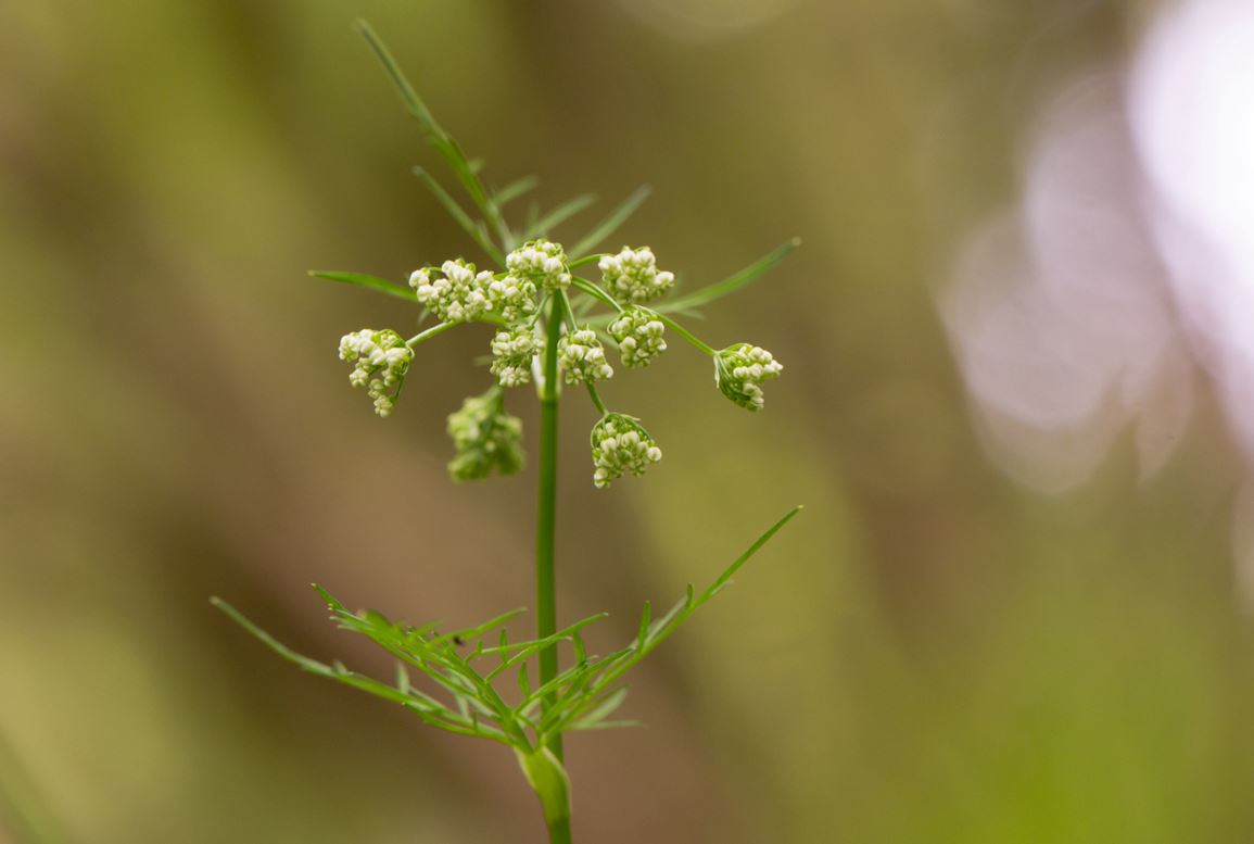 Noisette De Terre