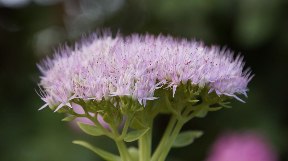 Orpin Des Jardins