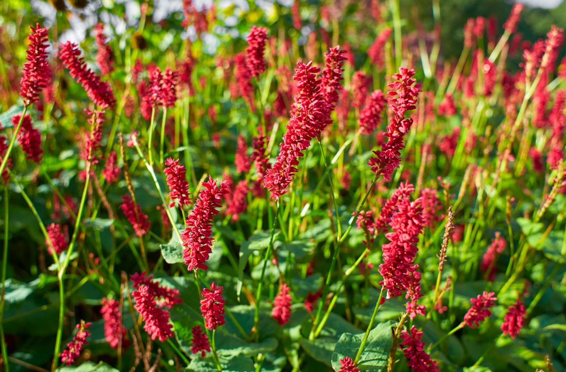 Persicaria