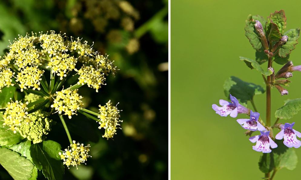 Plantes Comestibles Sauvages
