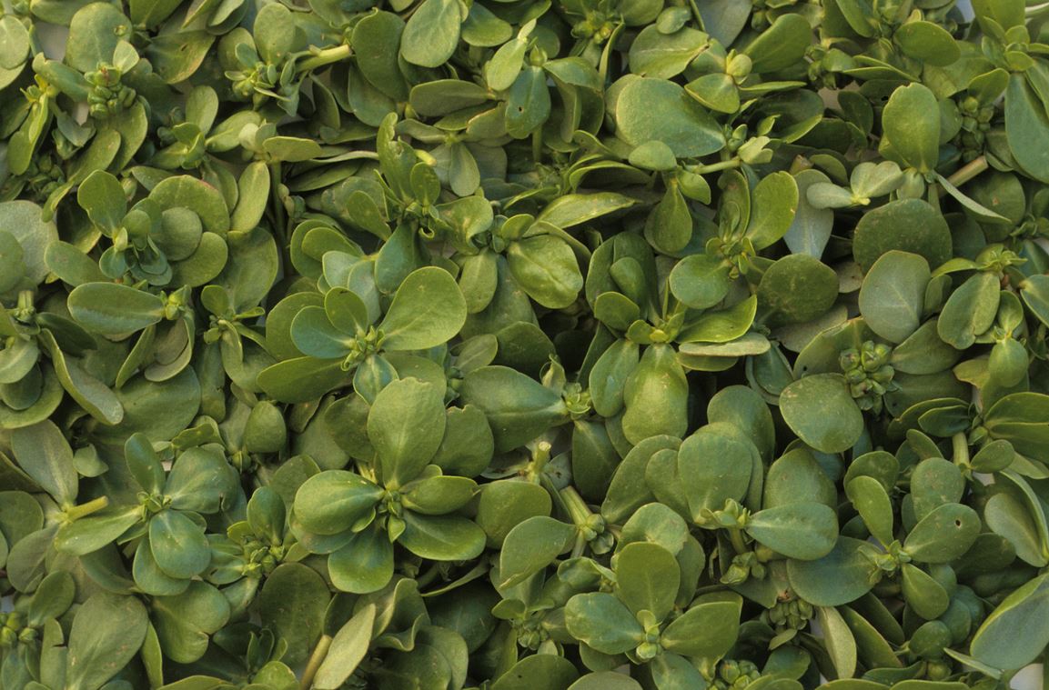 Pourpier Potager
