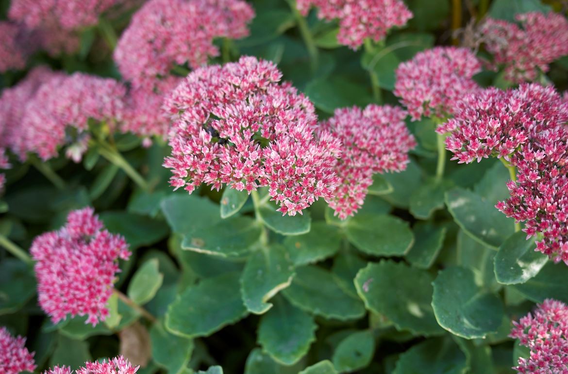 Sedum Spectabile
