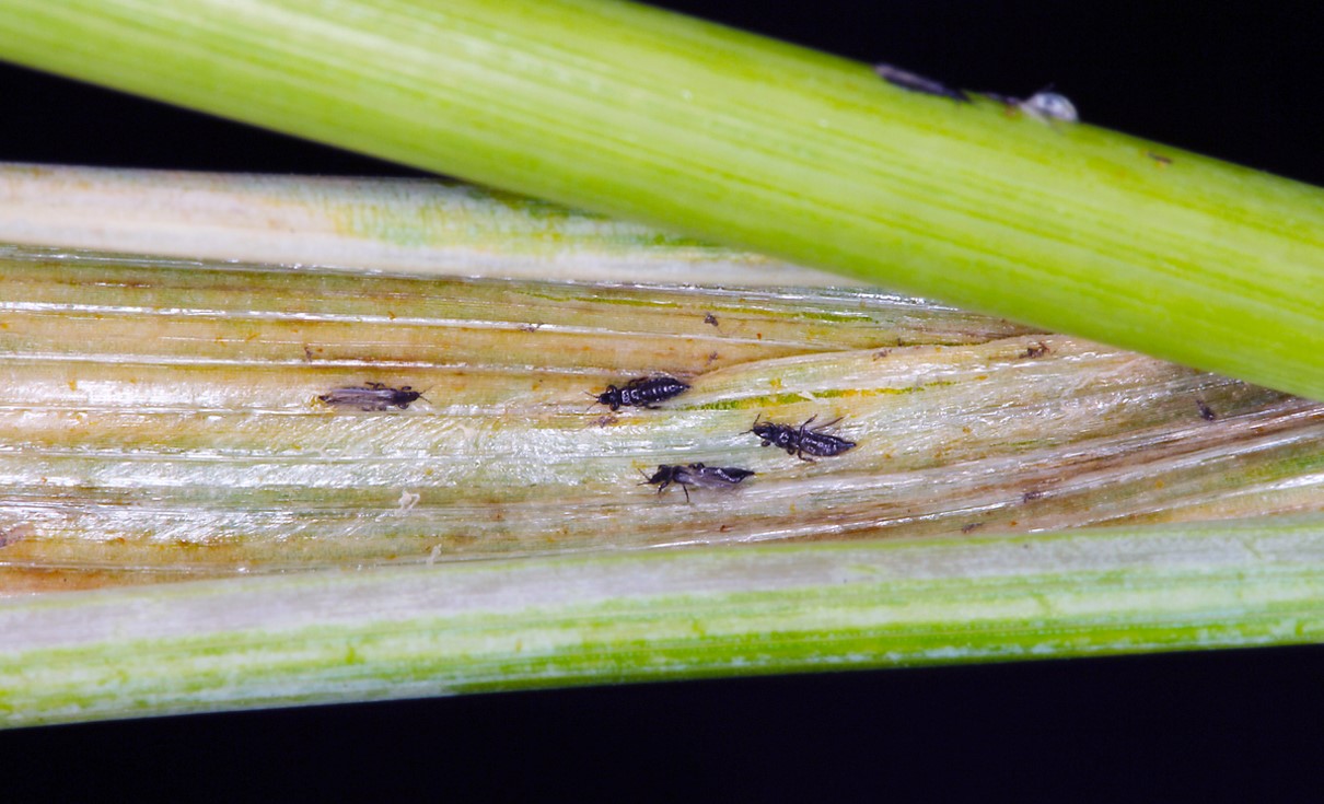 Thrips Bete De Chaleur