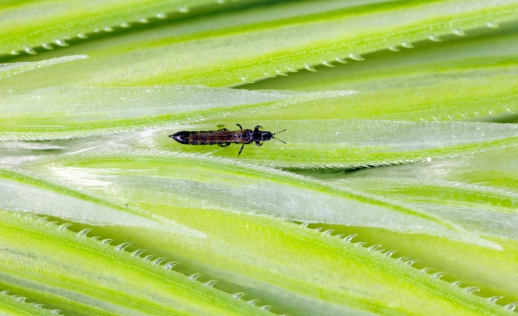 Thrips Bete Orage