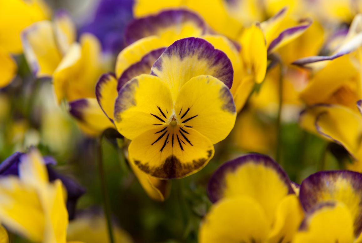 Viola Cornuta