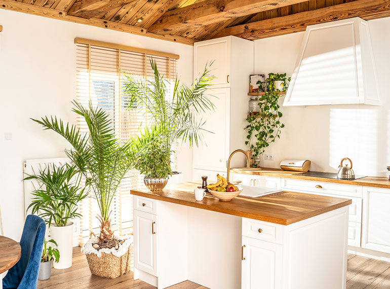 Plante Verte Cuisine