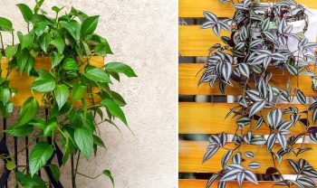 Plantes Grimpantes Intérieur