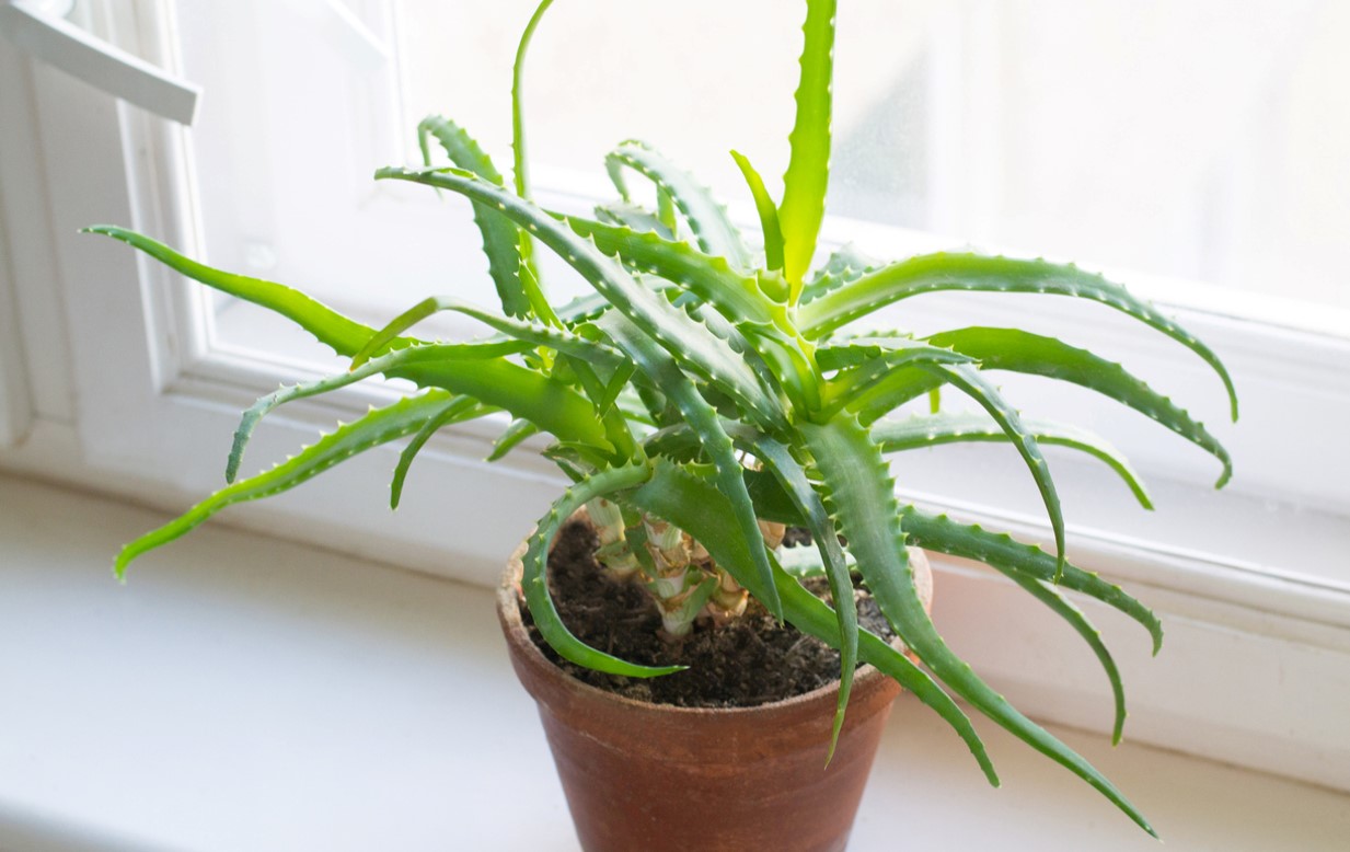 Aloe Vera