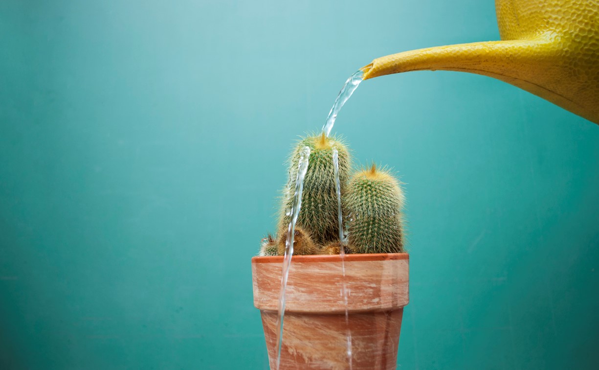 Arroser Cactus