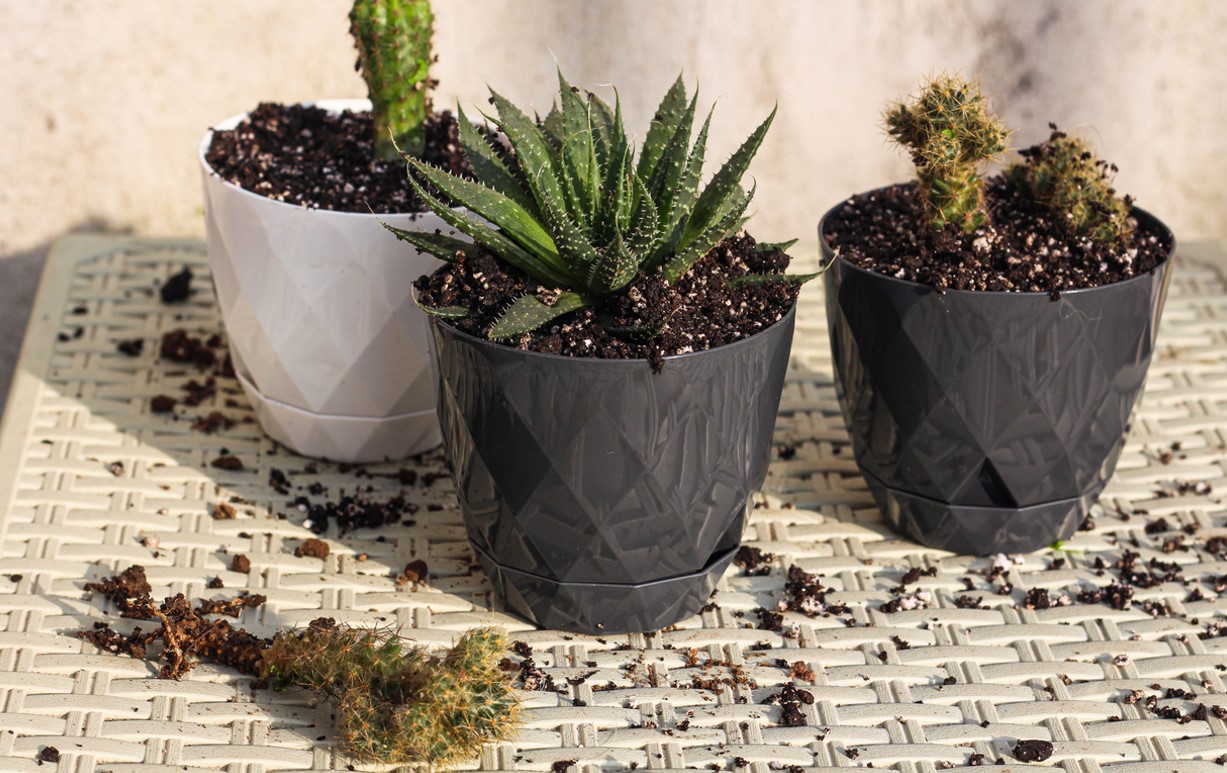Bouturer Plantes Grasses