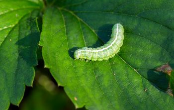 Chenille Verte