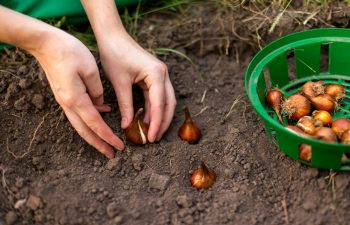 Planter Oignons