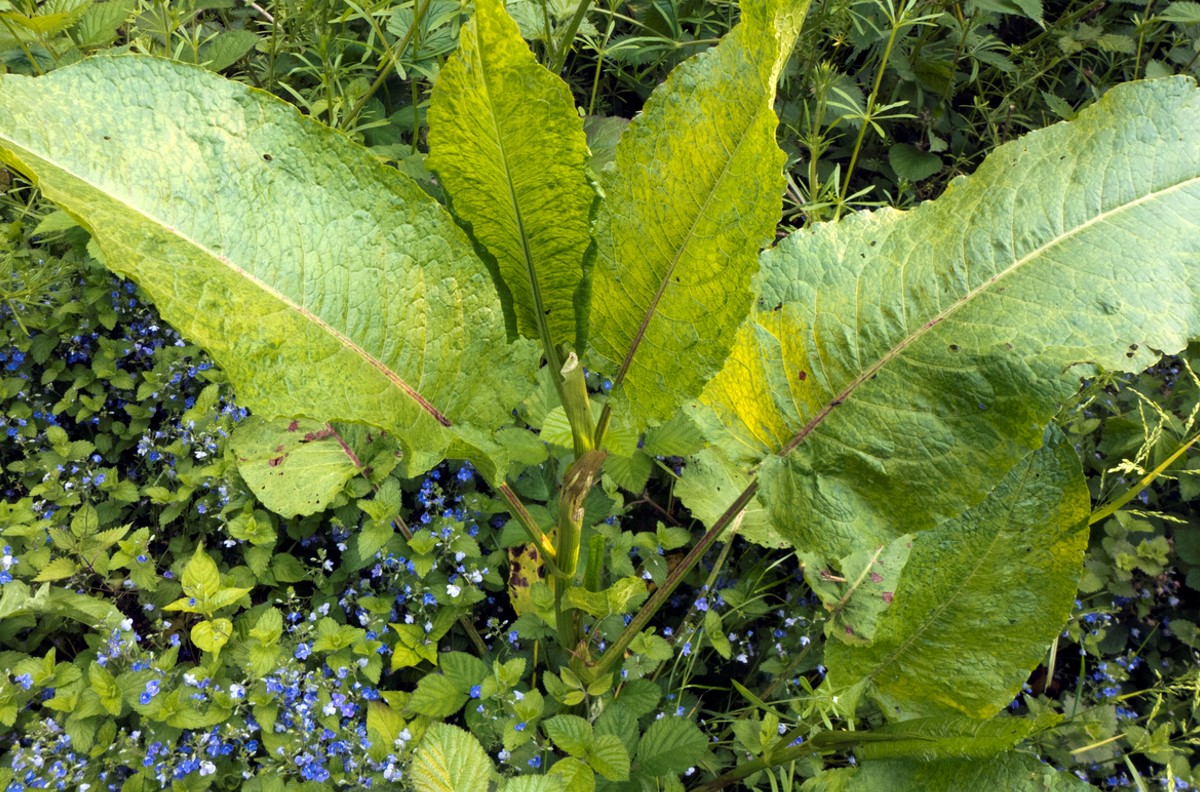 Rumex Jardin