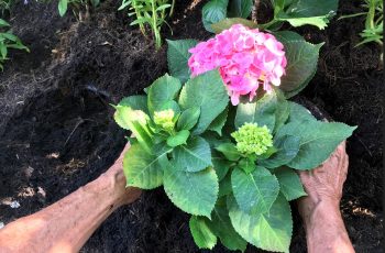 Transplanter Hortensia