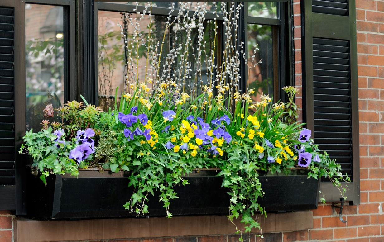 Pensées Jardinière