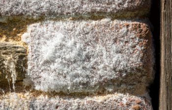 Salpêtre Sur Les Murs