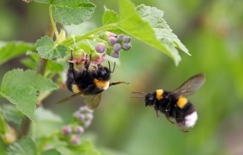 Bourdons Dans Le Jardin