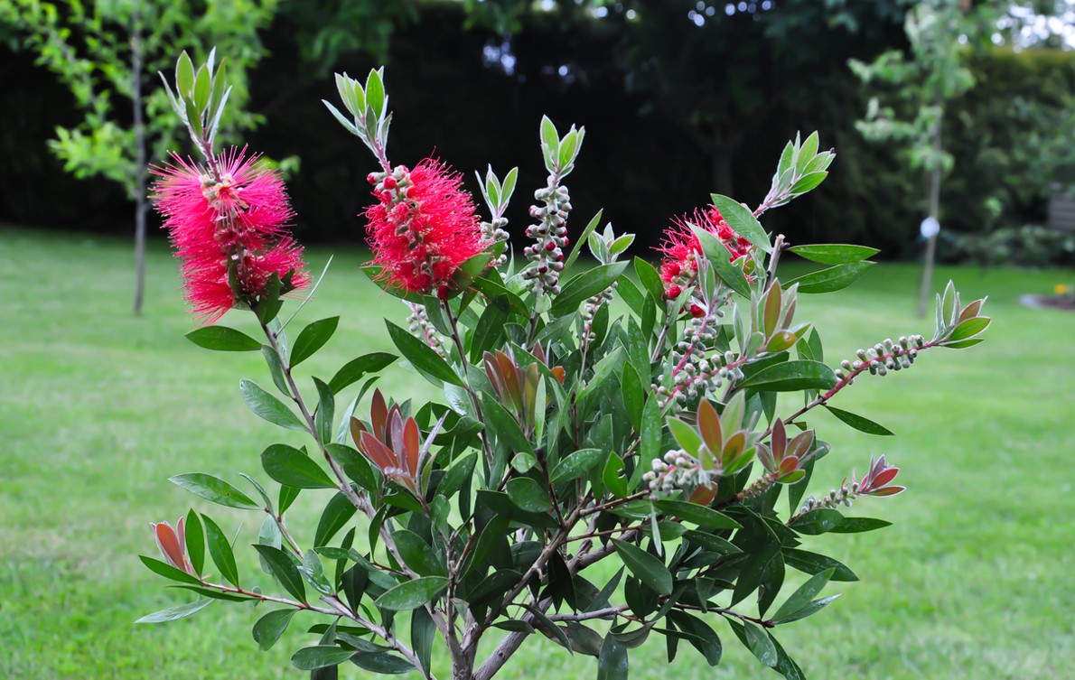 Callistemon