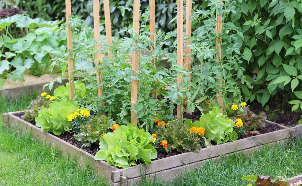 Carré Potager