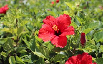 Hibiscus