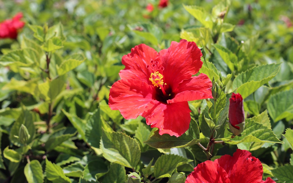 Hibiscus