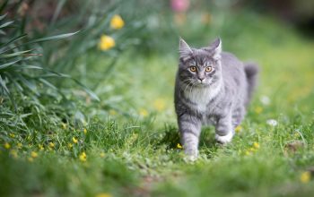 Loigner Les Chats Du Jardin