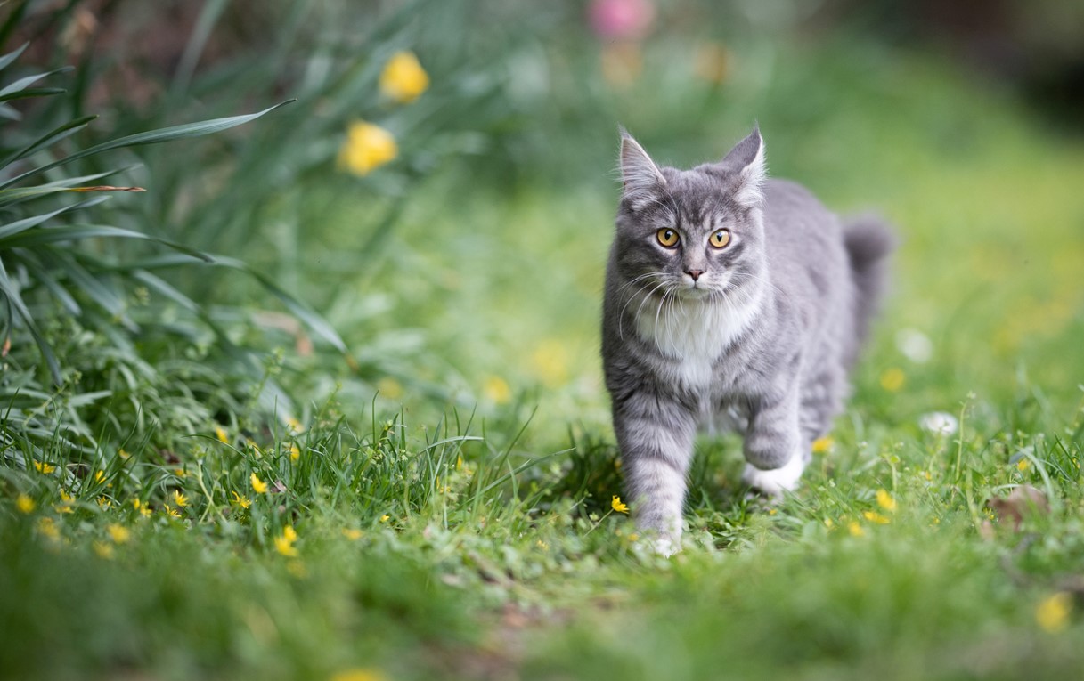 Loigner Les Chats Du Jardin
