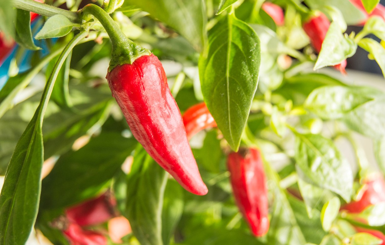 Piment De Cayenne