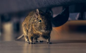Rat Dans Les Combles