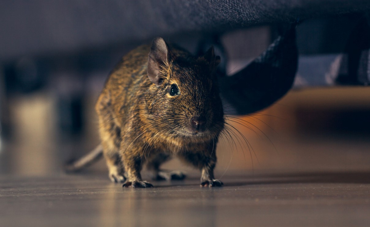 Rat Dans Les Combles