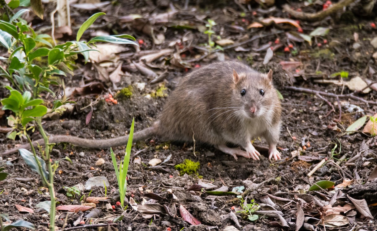 Rats Jardin