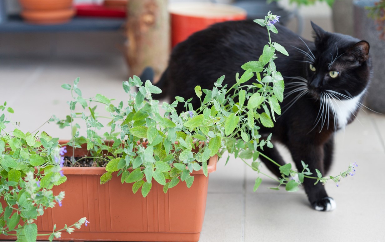 Répulsif Chat