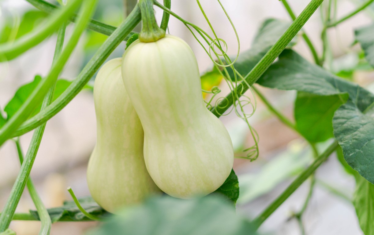 Semer Courge Butternut