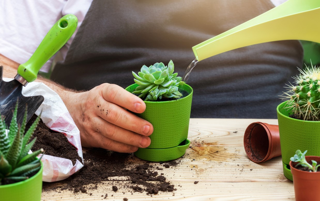 Succulentes Arrosage Entretien