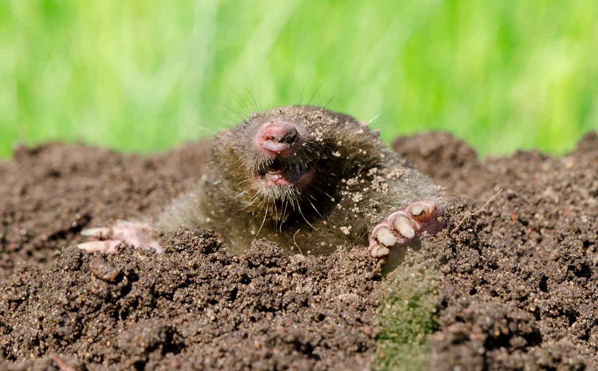 Taupe Dans Le Jardin