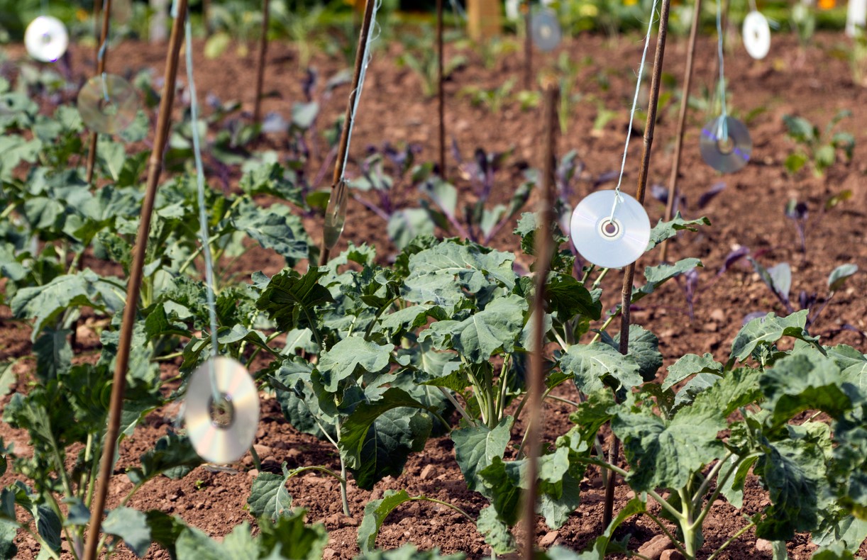 Cd Pour éloigner Corbeaux Du Jardin