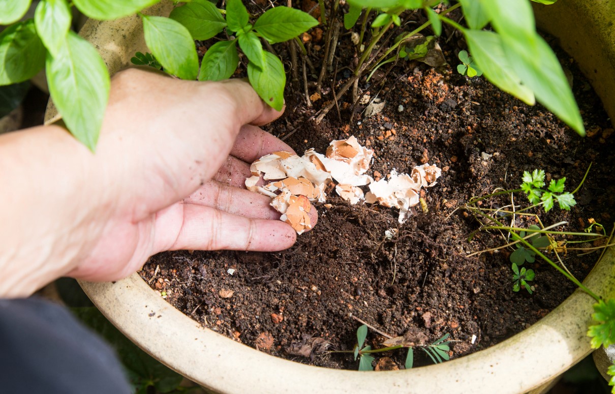 Coquilles Oeuf Compost