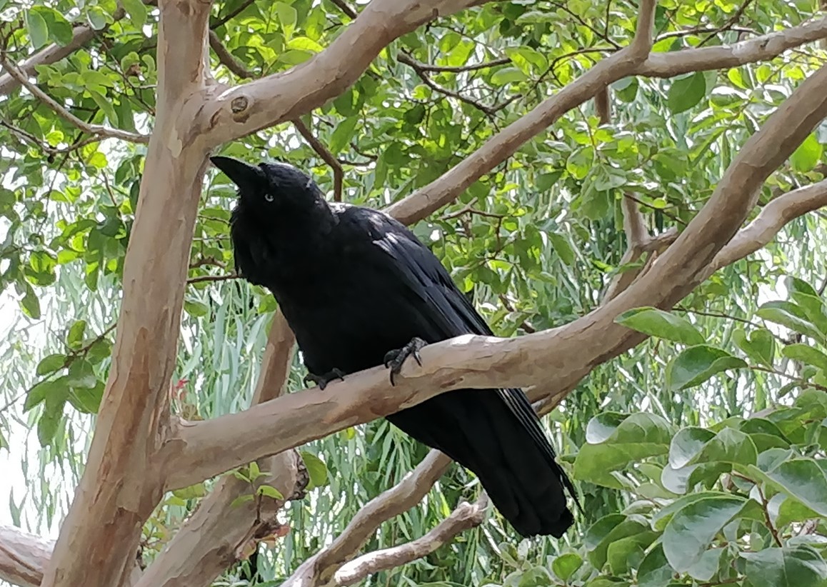 Corbeau Sur Un Arbre
