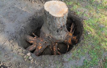 Déraciner Un Arbre