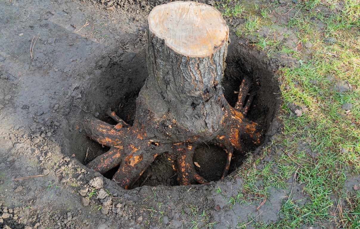 Déraciner Un Arbre