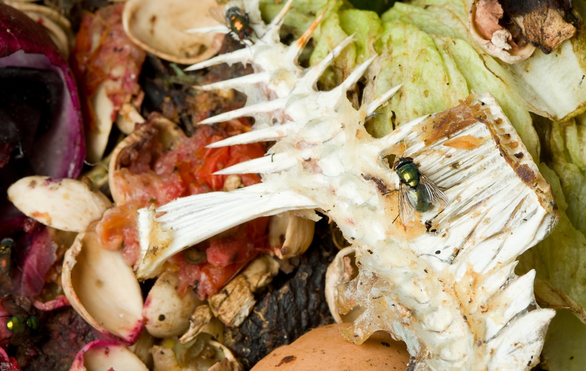 Mouches Compost