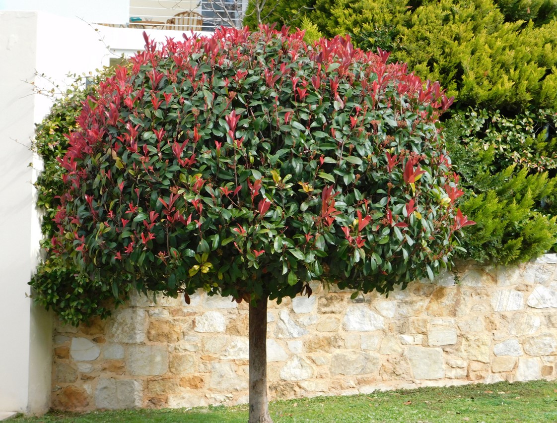 Photinia Sur Tige