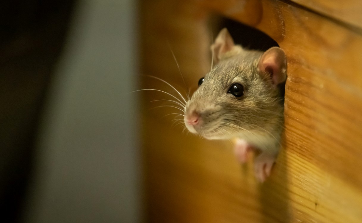 Souris
