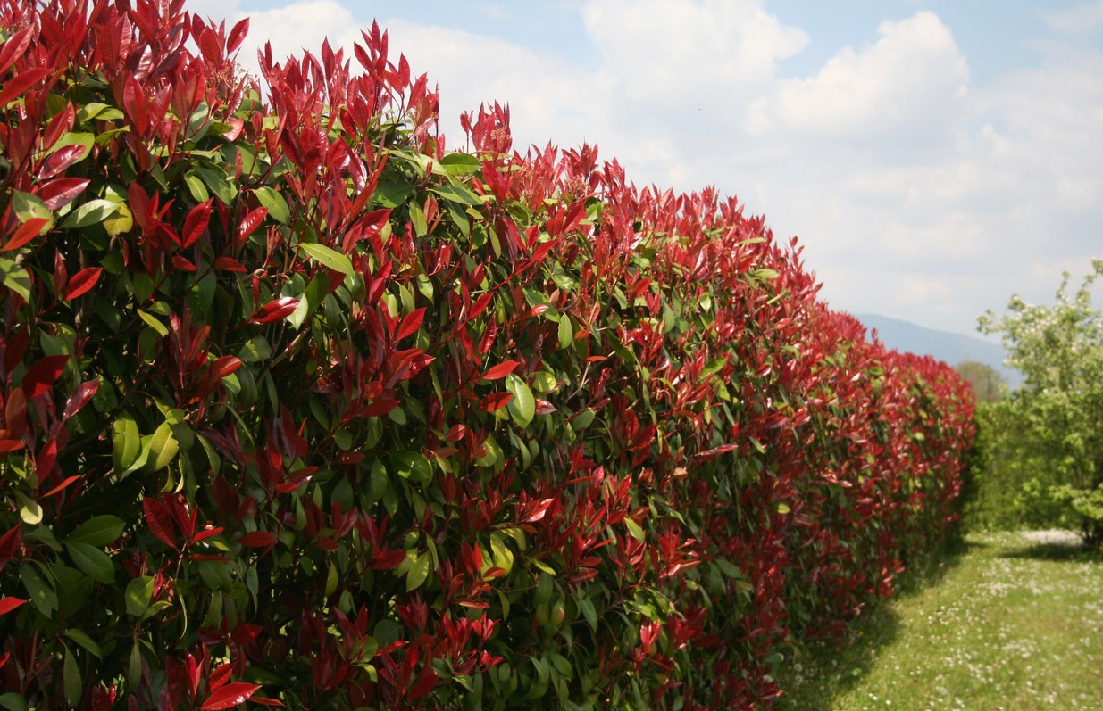 Tailler Photinia