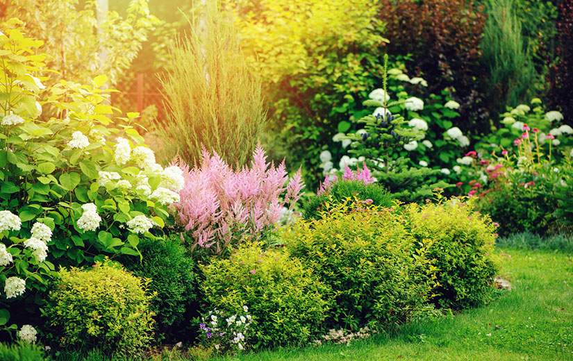 Beau Jardin Fleuri